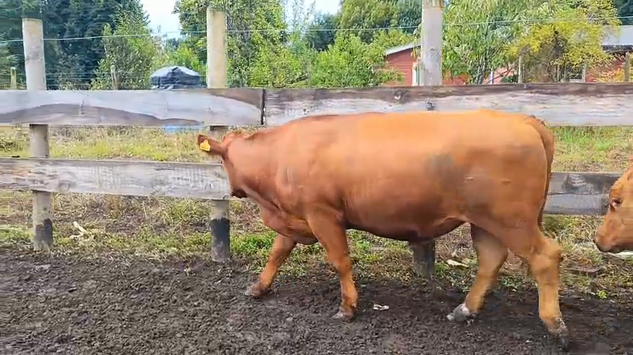 Lote 20 Novillo Engorda en Villarrica, IX Región Araucanía