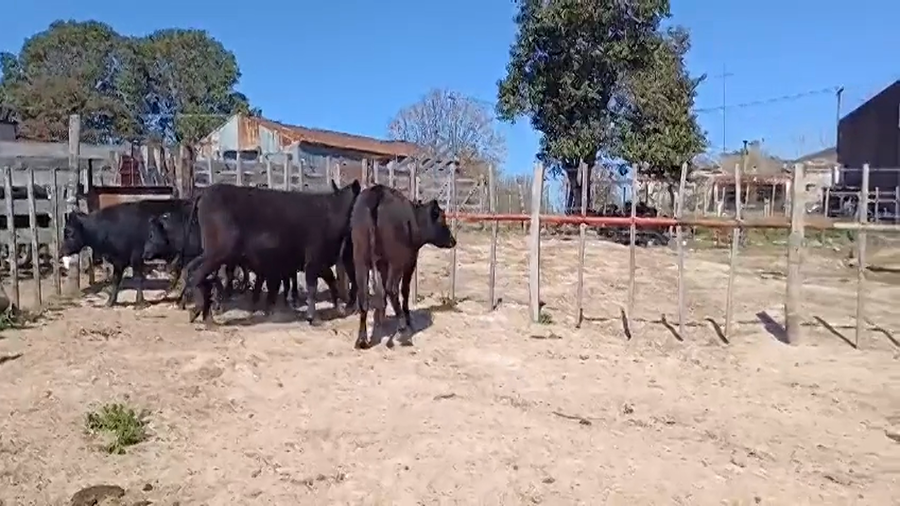 Lote (Vendido)6 Novillos 1 a 2 años ANGUS a remate en #48 Pantalla Carmelo 290kg -  en EL CERRO