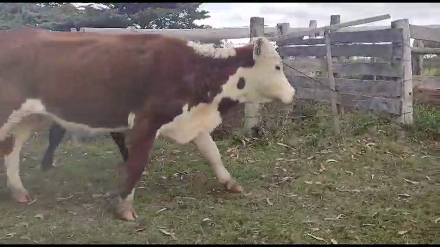 Lote 20 piezas de cria