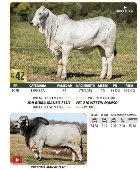 Lote LOTE 42