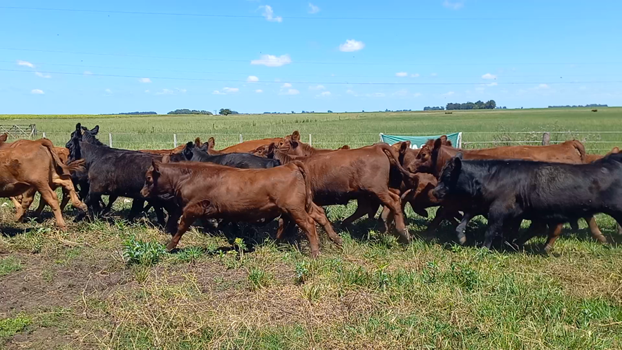 Lote 90 Terneros/as en Necochea