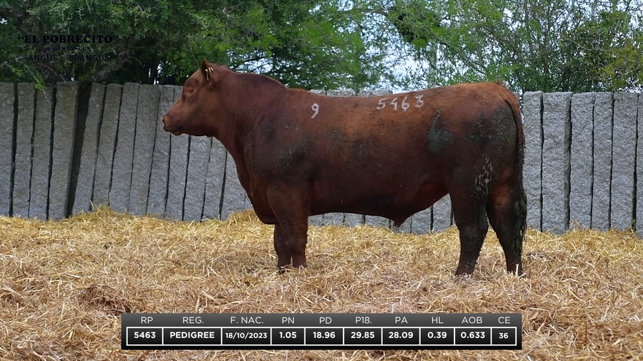 Lote ABERDEEN ANGUS P.I.