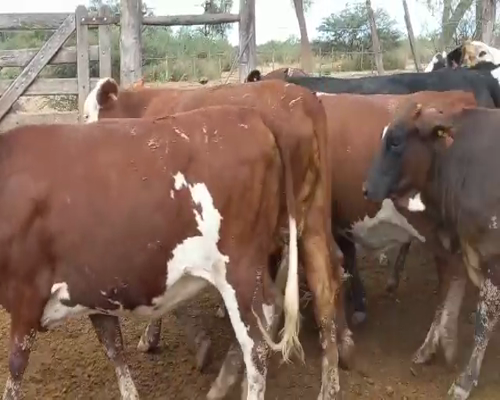 Lote 70 VAQUILLONAS CRUZA PREÑADAS, EN DRAGONES, SALTA.-