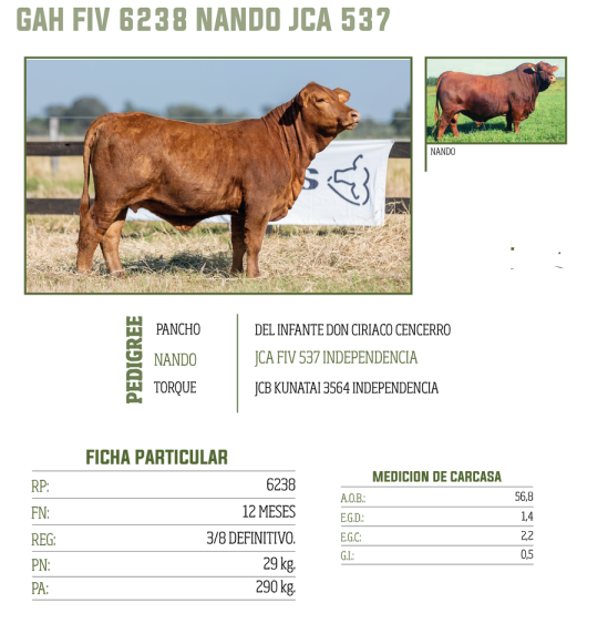 Lote LOTE 81