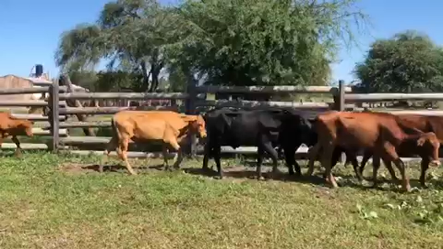 Lote 73 Terneros/as en Pirané, Formosa