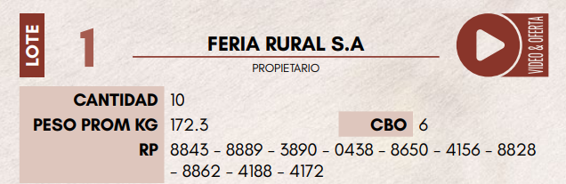 Lote LOTE 1 - HEMBRAS TIPO BRAFORD