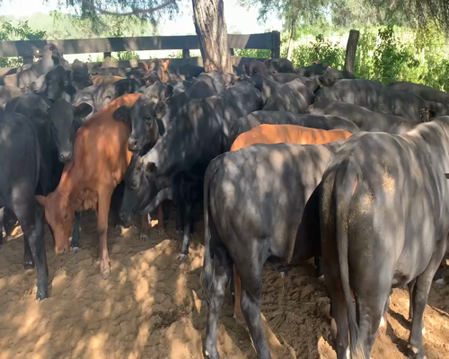 Lote 110 Terneros/as en Juan José Castelli, Chaco