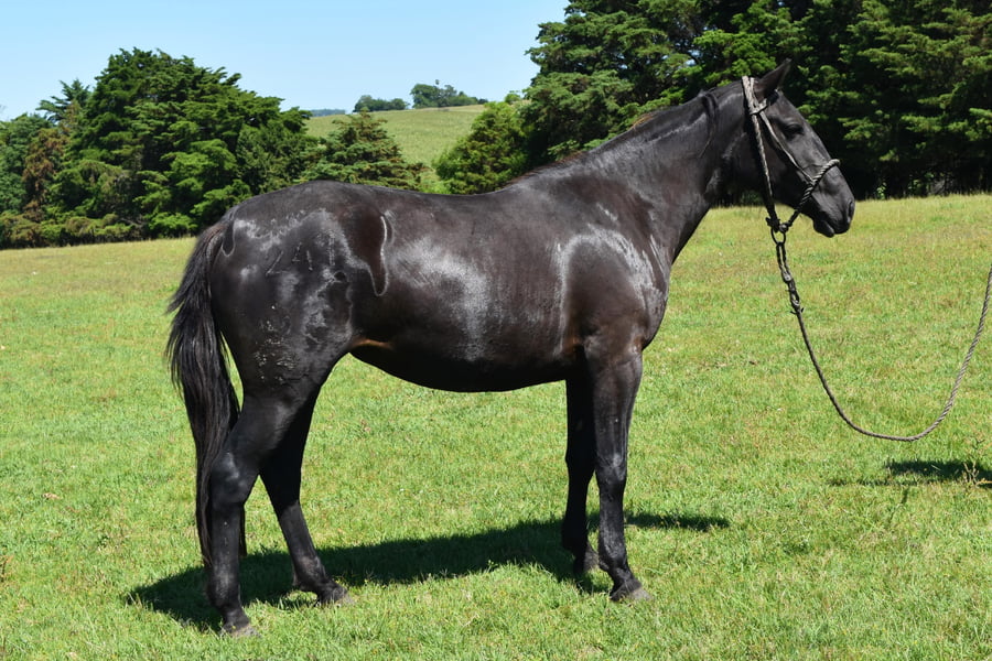 Lote RP 247 - AMNECIA DEL BURUCUYA