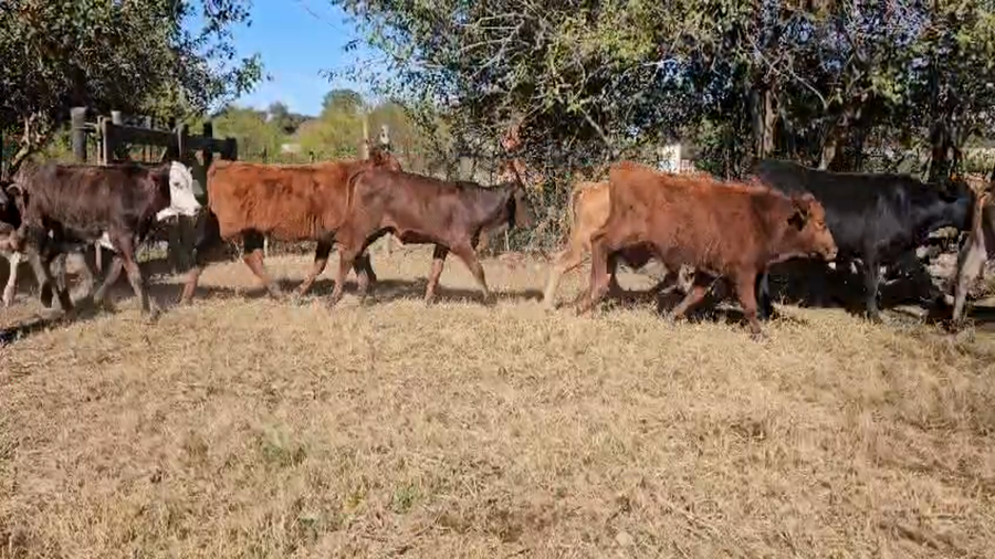 Lote 68 Terneros/as