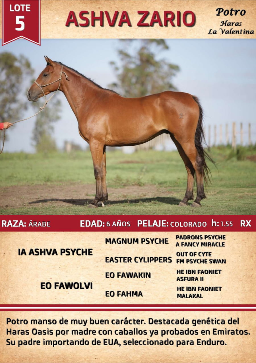 Lote ASHVA ZARIO