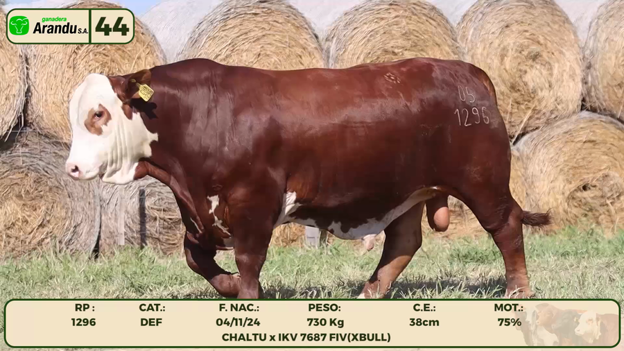 Lote LOTE 44