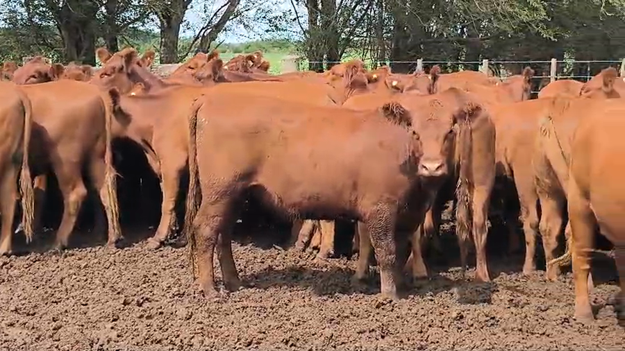 Lote 60 Vaquillonas preñadas en Buenos Aires, Bragado