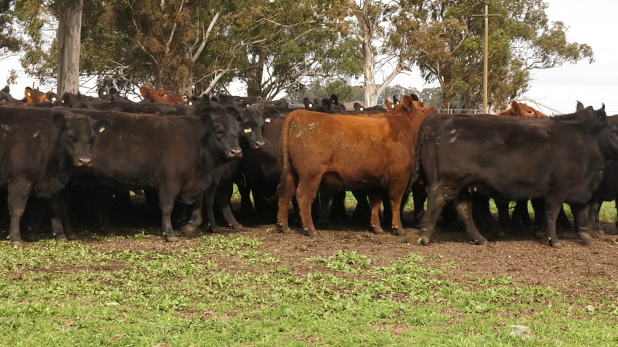 Lote 10 VAQUILLONAS PURAS POR CRUZA