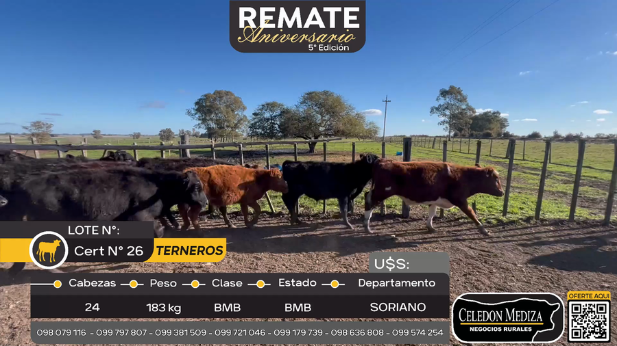 Lote 24 Terneros en Cuchilla del Perdido, Soriano