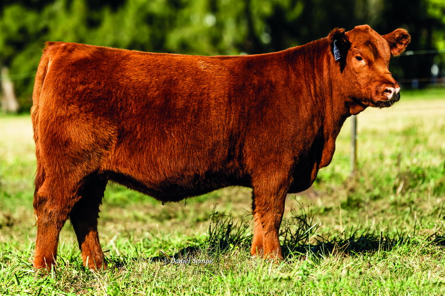 Lote TERNERAS PURAS DE PEDIGREE