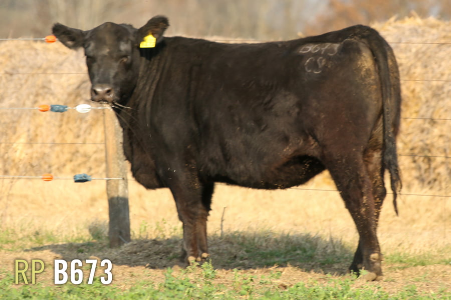 Lote 3 VAQUILLONAS PREÑADAS PURAS DE PEDIGREE