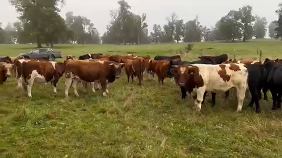 Lote 42 Novillo Gordo en Purranque, X Región Los Lagos