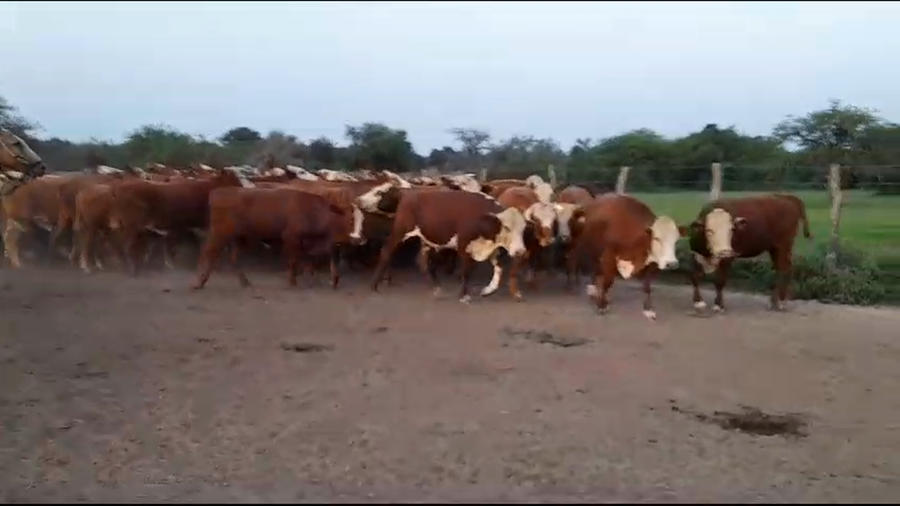 Lote 110 Vacas de invernar en Subteniente Perín, Formosa