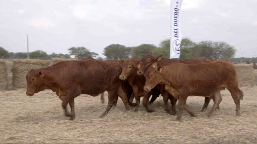 Lote Vaquillas CBO. 1 PREÑADAS
