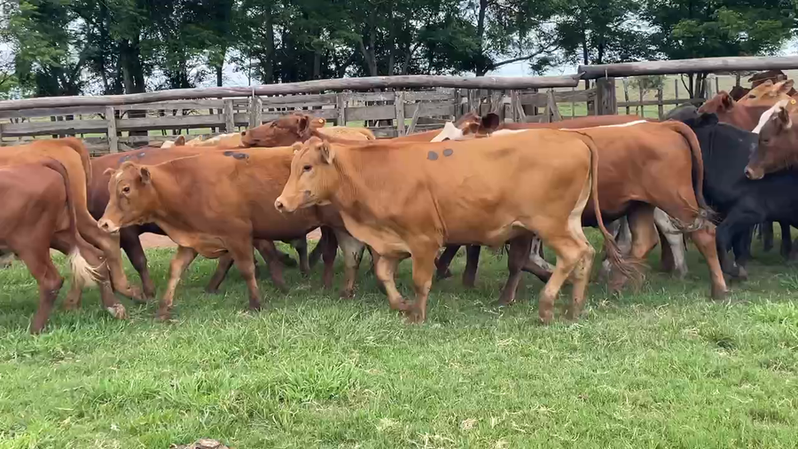 Lote 55 Novillitos en Santo Tomé, Corrientes