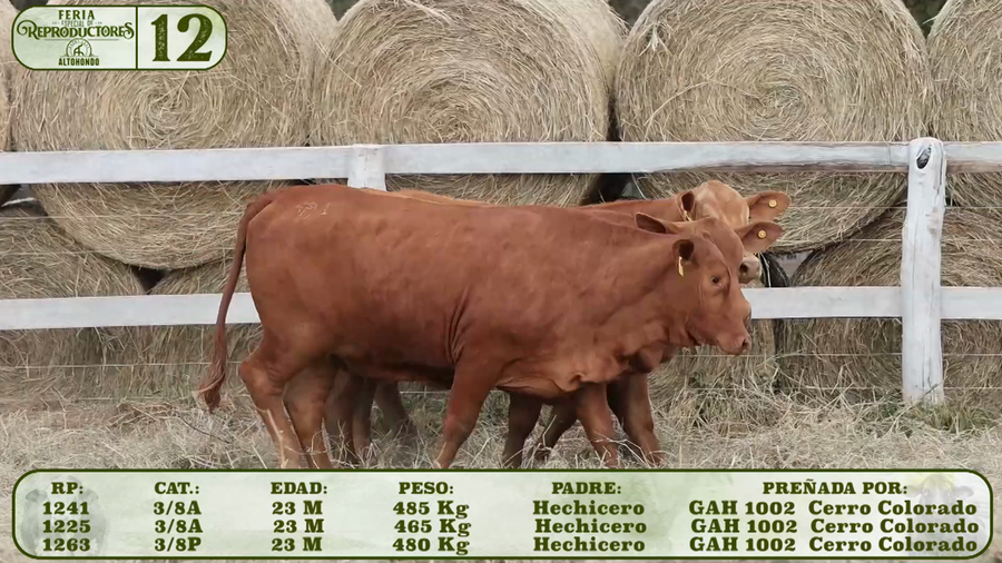 Lote LOTE 12