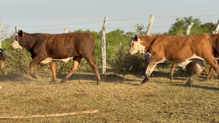 Lote 100 Terneros en Corrientes, Mercedes