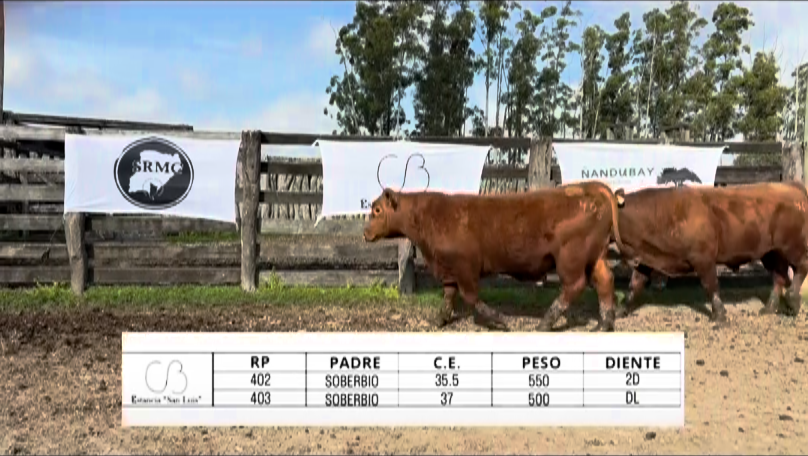 Lote TOROS BRANGUS "SAN LUIS"