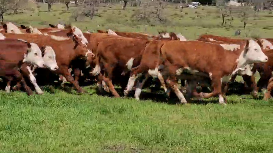 Lote 120 Terneros en Villaguay, Entre Ríos