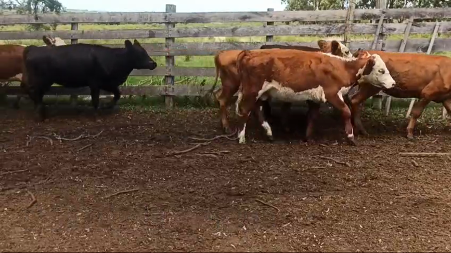 Lote VAQUILLONAS Y NOVILLOS