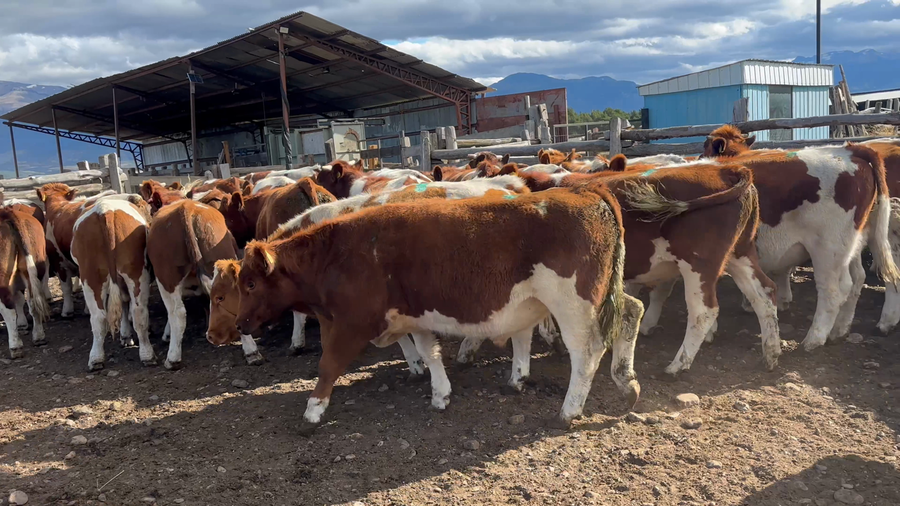 Lote 50 Novillo Engorda en Coyhaique, XI Región Aysén