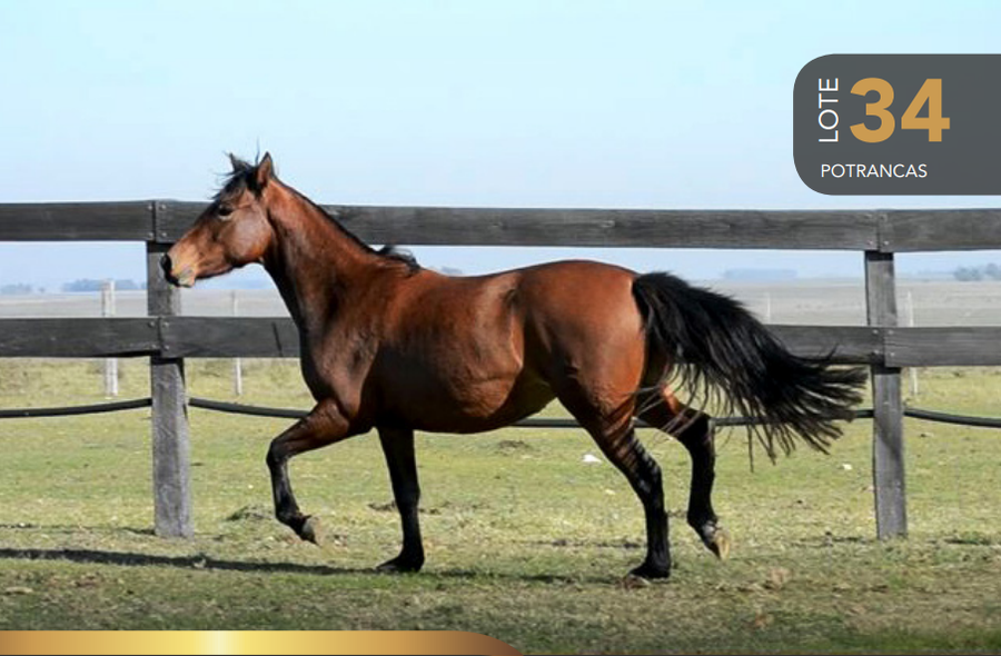 Lote Aquerenciada Bandera