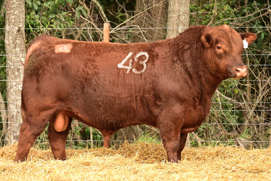 Lote TOROS ANGUS PC