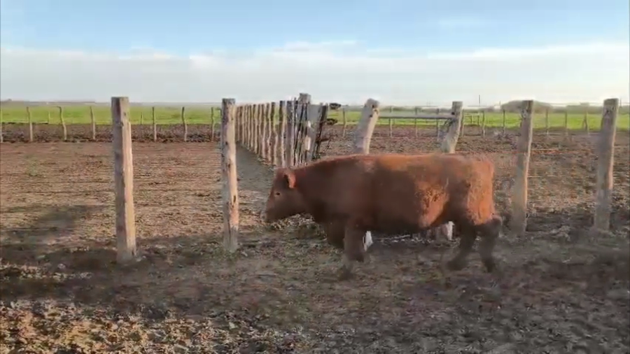 Lote 37 Novillitos Feed Lot en Entre Ríos, Rosario del Tala