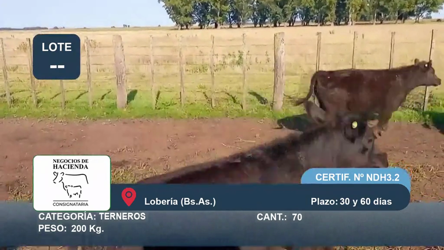 Lote 70 Terneros en Buenos Aires, Loberia
