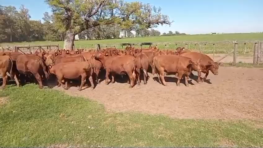 Lote 54 Novillitos en Santa Fe, Christophersen