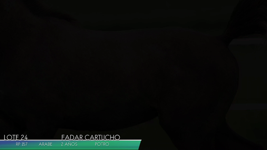 Lote FADAR CARTUCHO