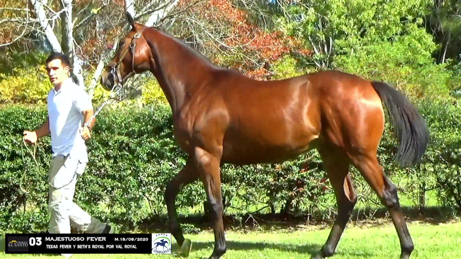 Lote MAJESTUOSO FEVER