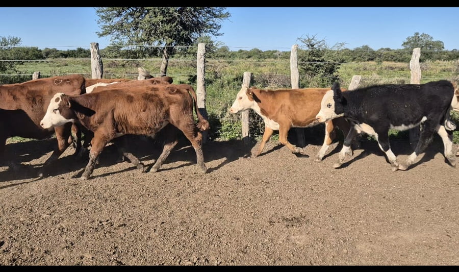 Lote 64 Terneros/as en Corrientes, Curuzú-Cuatiá