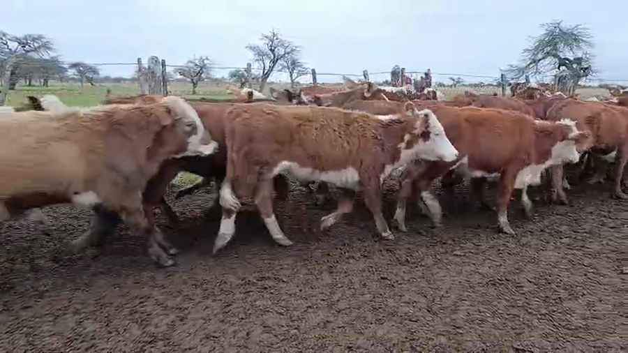Lote 60 Terneros/as