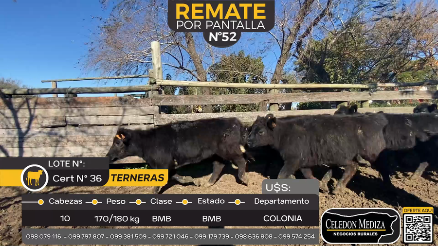 Lote 10 Terneras en La Horqueta, Colonia
