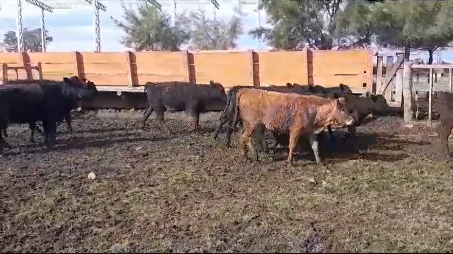 Lote (Vendido)14 Terneras ANGUS a remate en #35 Pantalla Carmelo 180kg -  en CUFRE