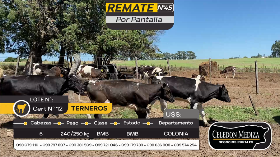 Lote 6 Terneros en Artilleros, Colonia