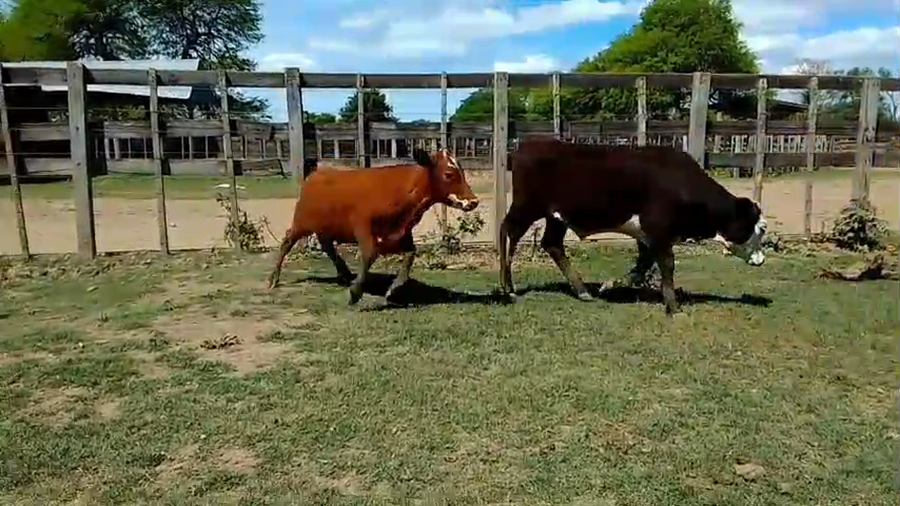 Lote 112 Terneros