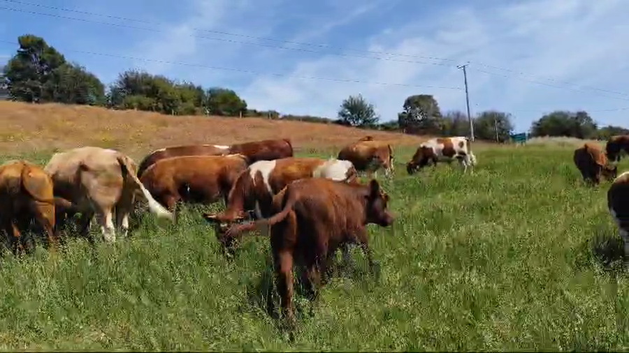Lote 20 Ternero en Ancud, X Región Los Lagos