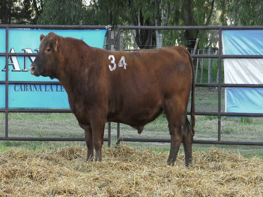 Lote TOROS ANGUS COLORADOS PC