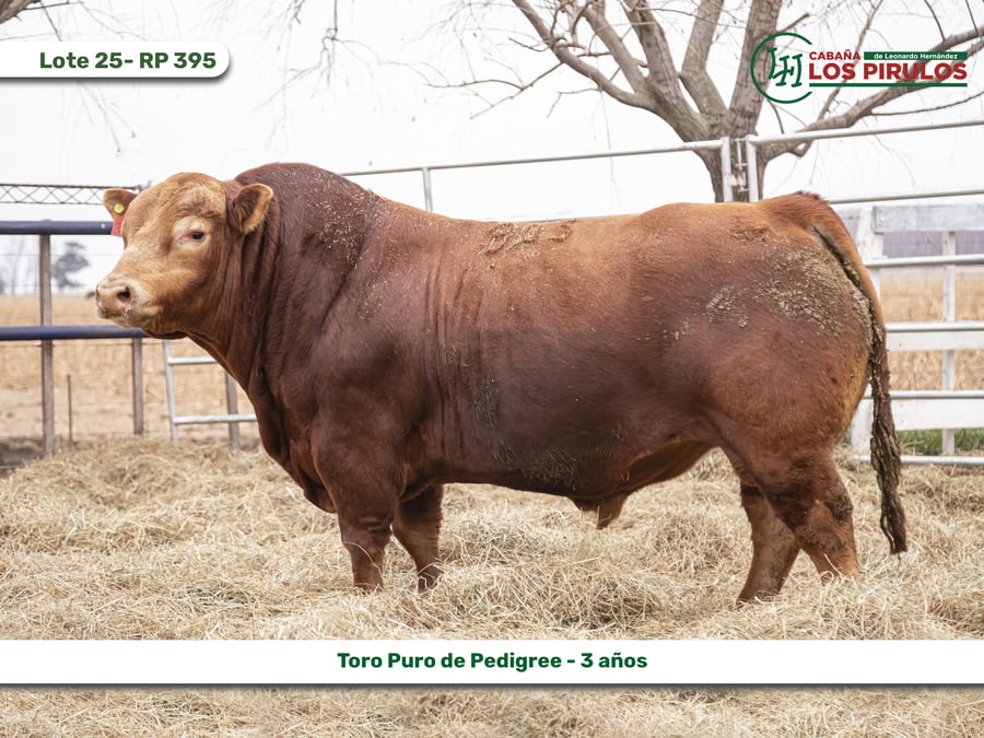 Lote TOROS PUROS DE PEDIGREE - INDIVIDUALES