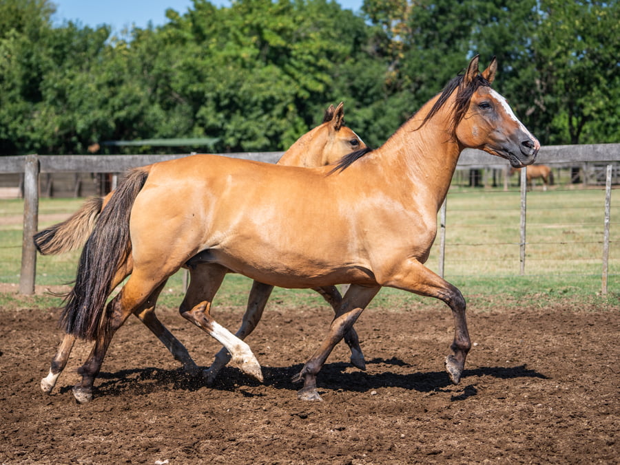 Lote DEL SIETE CUARTIZA