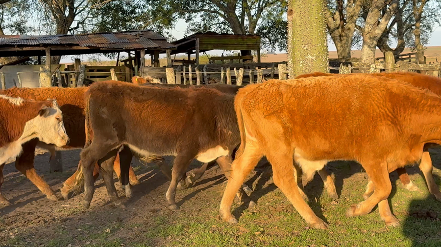 Lote 61 Novillitos en Corrientes, Mercedes