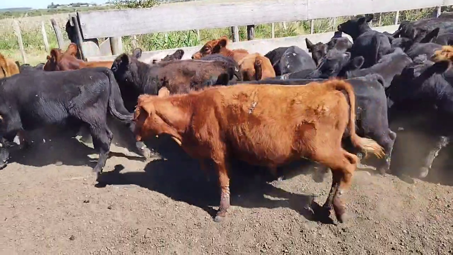 Lote 70 Terneros/as en Concepción del Uruguay, Entre Ríos