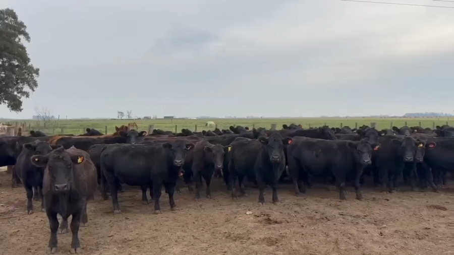 Lote 100 VACAS G/P NUEVAS Y MEDIO USO